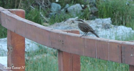 Remolinera Araucana (Cinclodes patagonicus)
